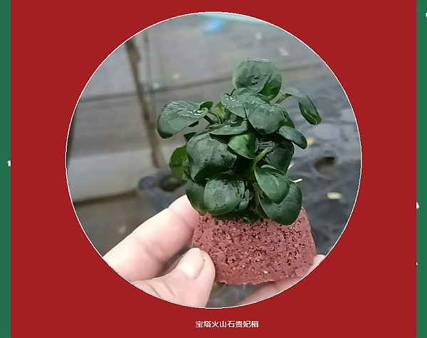 亚格特精品：宝塔火山石水草系列_10