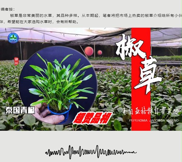 亚格特精品水草——椒草系列-（一）_03