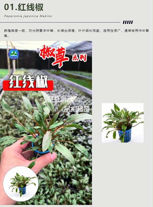 亚格特精品水草——椒草系列-（一）_04