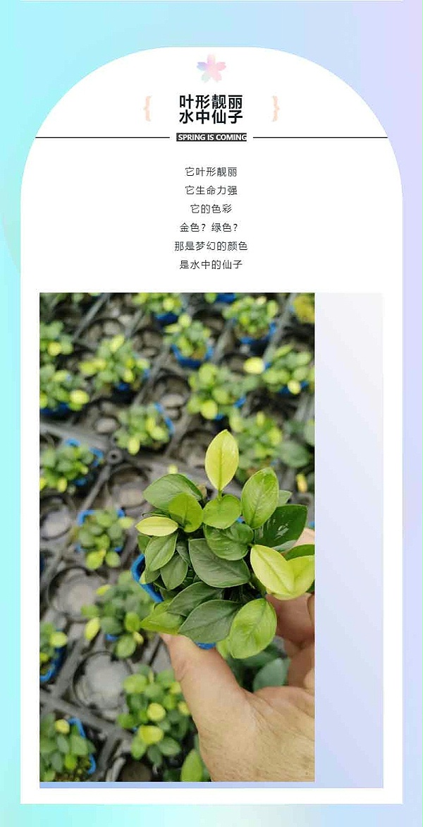 梦幻仙子：-亚格特2024年最新培植的水草精品-一株植物同时具有两种颜色_06