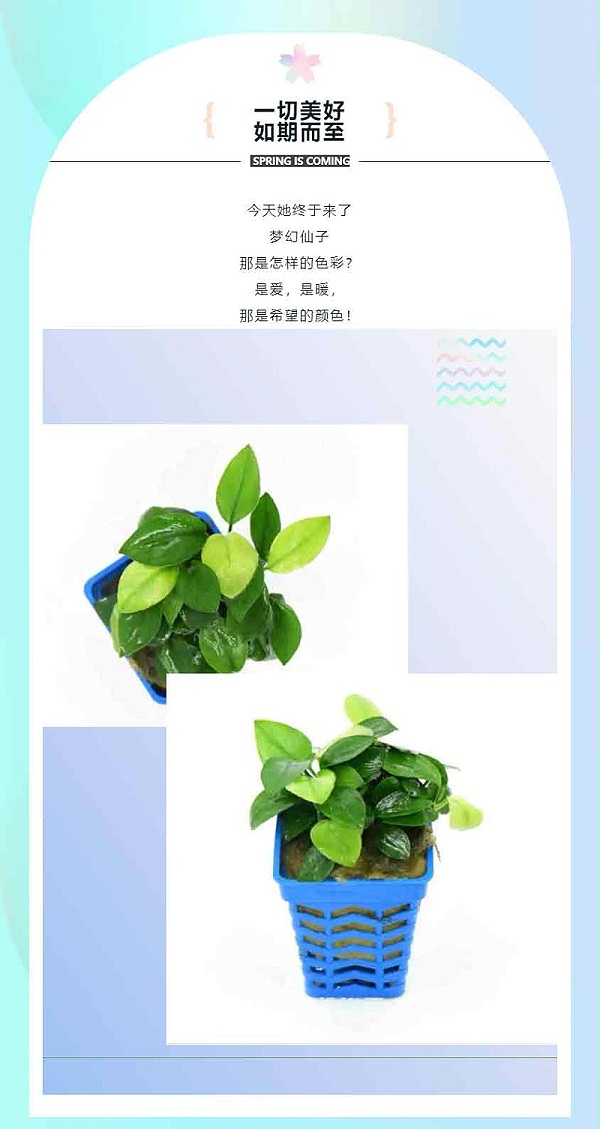 梦幻仙子：-亚格特2024年最新培植的水草精品-一株植物同时具有两种颜色_07