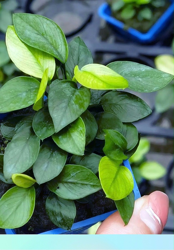 梦幻仙子：-亚格特2024年最新培植的水草精品-一株植物同时具有两种颜色_09