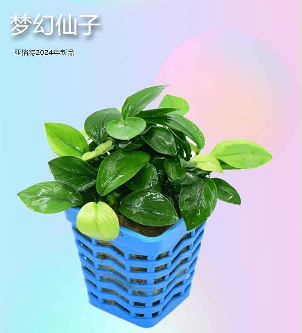 梦幻仙子：-亚格特2024年最新培植的水草精品-一株植物同时具有两种颜色_02