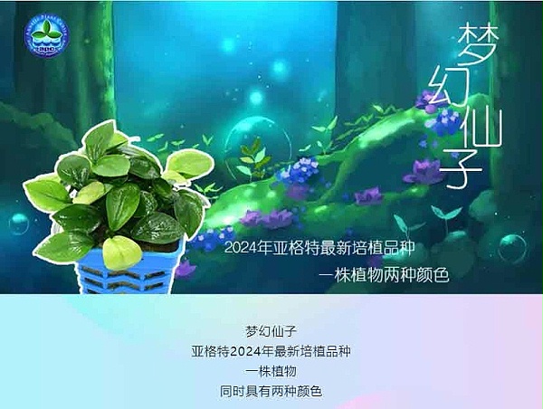 梦幻仙子：-亚格特2024年最新培植的水草精品-一株植物同时具有两种颜色_04