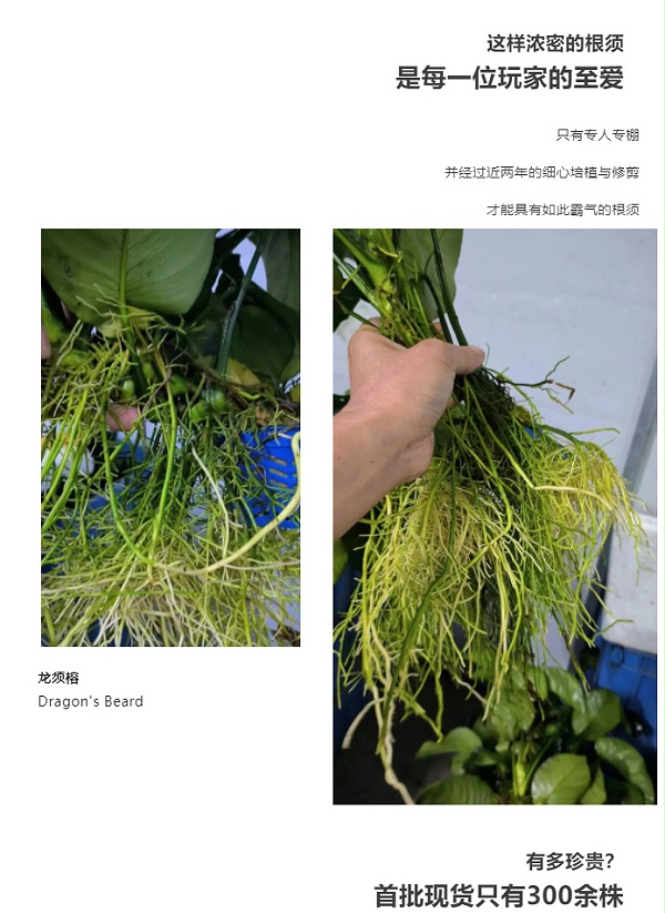 榕之皇者——亚格特精品水榕限量上市：龙须榕_03