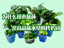 亚格特精品水草 ：小蓝杯——高品质水草的代名词