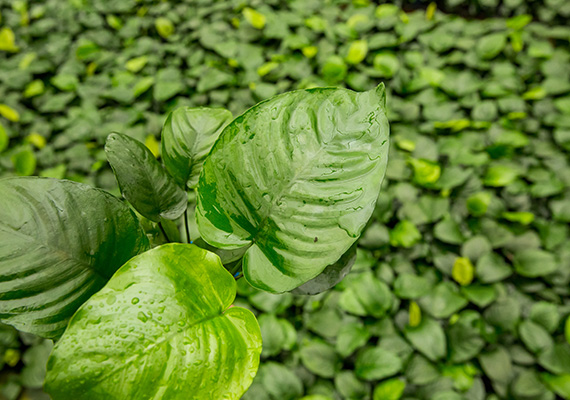 小巴榕种植方法