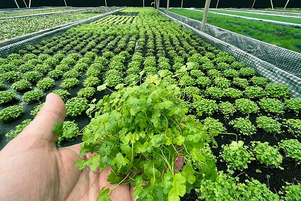 亚格特前景草类“天湖荽”