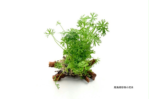 亚格特前景草类“鹿角矮珍珠”