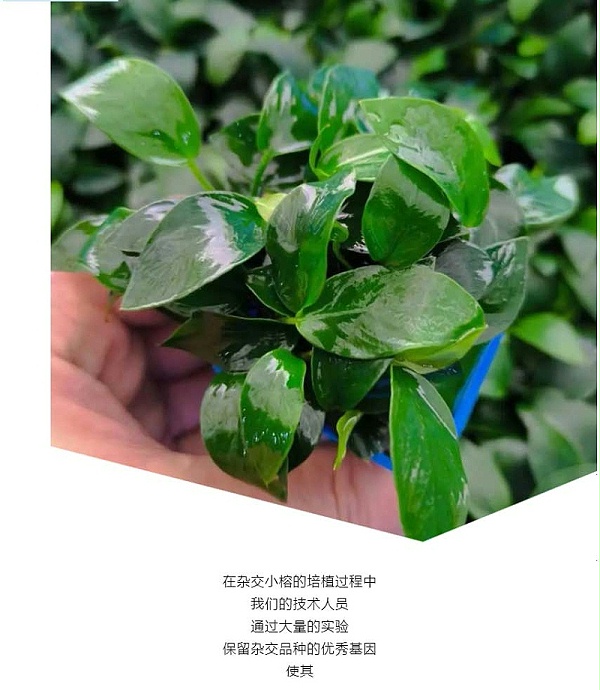 强力推荐-亚格特2024年最新培植新品-杂交小榕_05