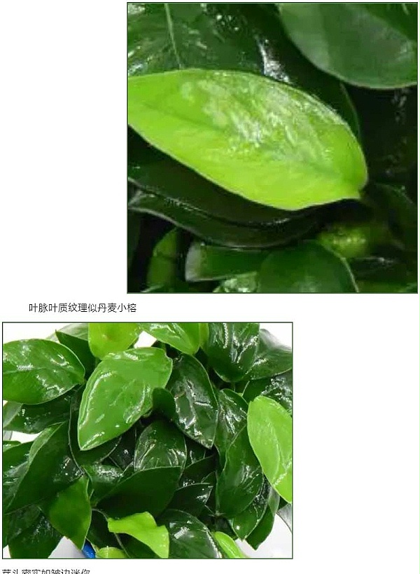 强力推荐-亚格特2024年最新培植新品-杂交小榕_07