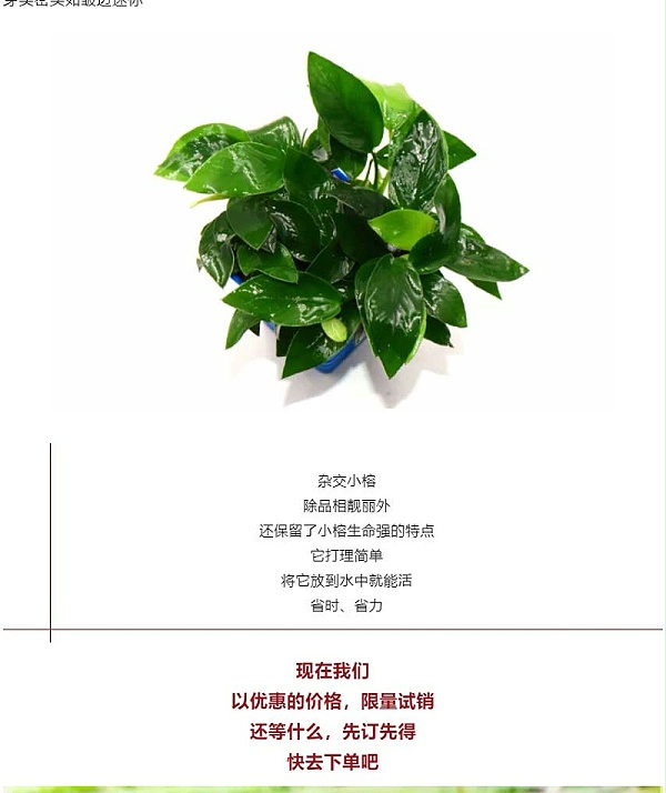 强力推荐-亚格特2024年最新培植新品-杂交小榕_08