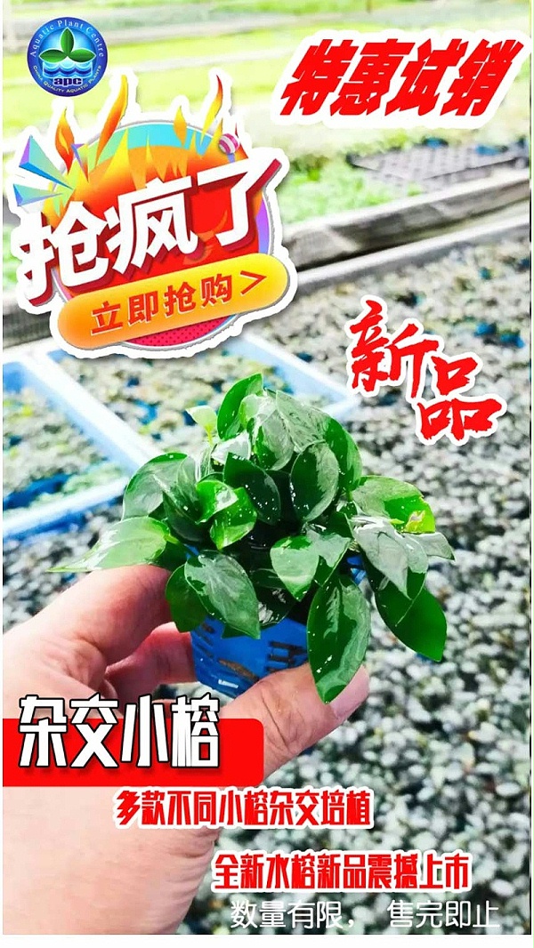 强力推荐-亚格特2024年最新培植新品-杂交小榕_09