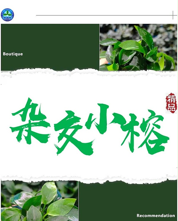 强力推荐-亚格特2024年最新培植新品-杂交小榕_01