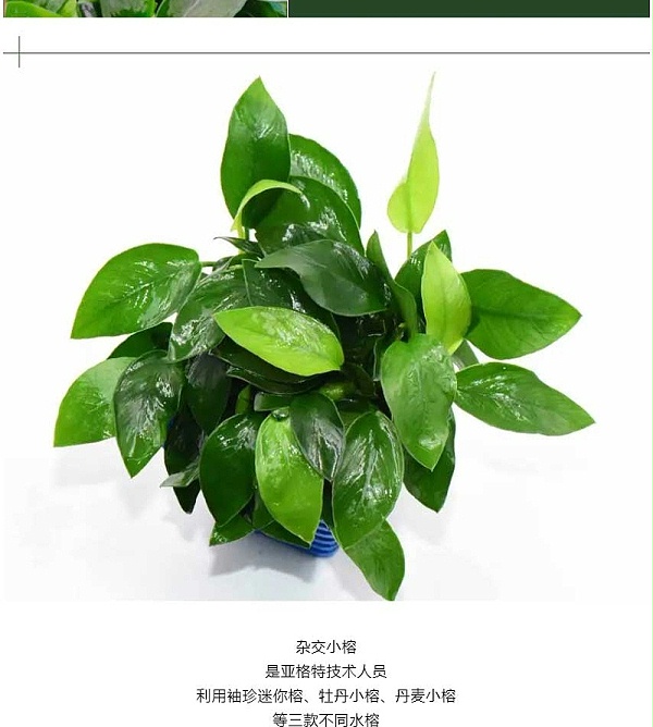 强力推荐-亚格特2024年最新培植新品-杂交小榕_02