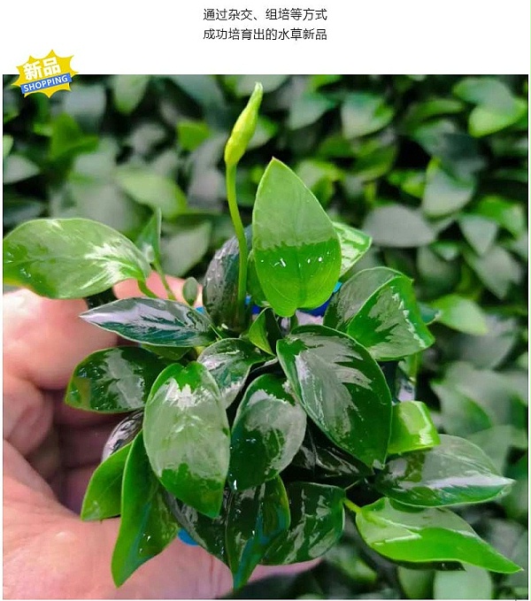 强力推荐-亚格特2024年最新培植新品-杂交小榕_03