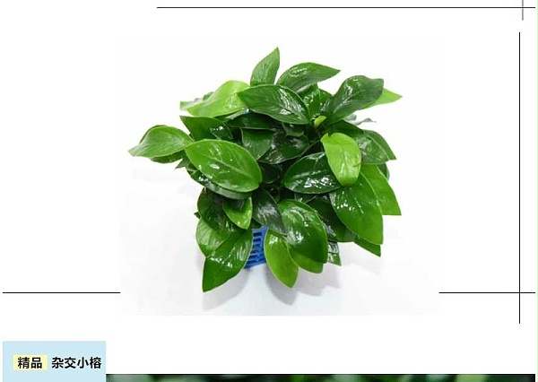 强力推荐-亚格特2024年最新培植新品-杂交小榕_04