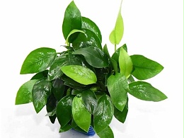 亚格特2024年最新培植新品 杂交小榕