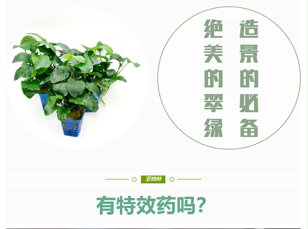 水草溶叶了有特效药吗？有，就在这里_05