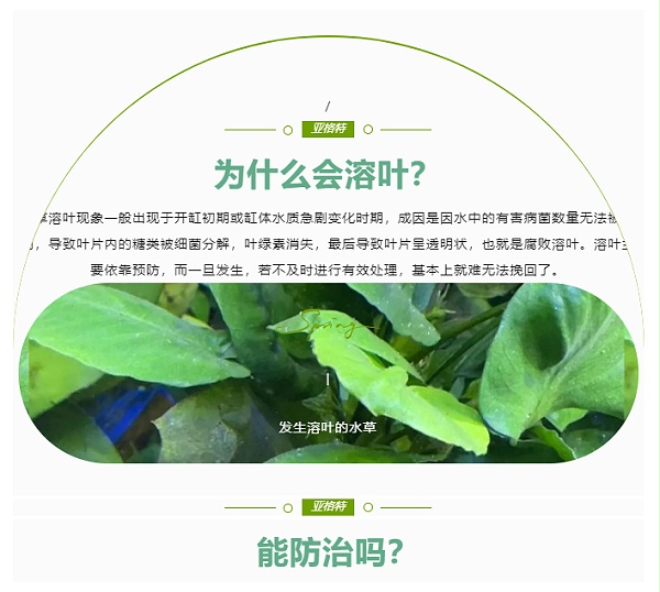 水草溶叶了有特效药吗？有，就在这里_02