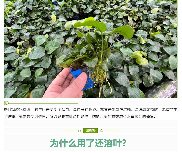 水草溶叶了有特效药吗？有，就在这里_03