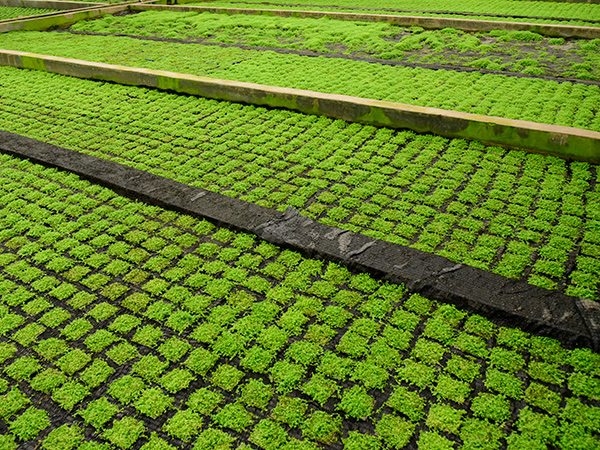 亚格特小知识：水草种植病害的防治